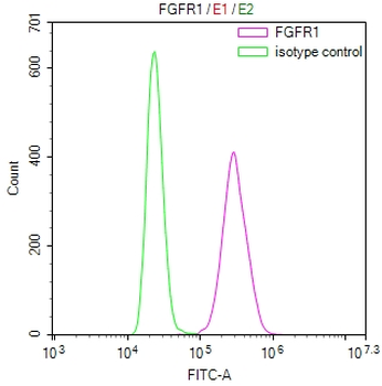 FGFR1 Antibody
