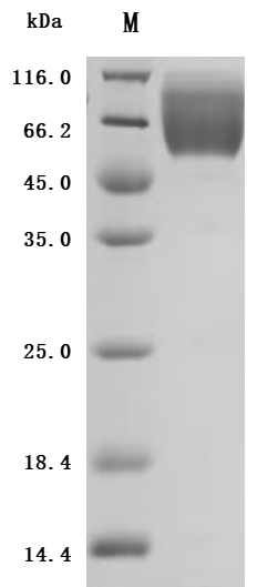 Recombinant Human Carcinoembryonic antigen-related cell adhesion molecule 1(CEACAM1), partial, Biotinylated (Active)