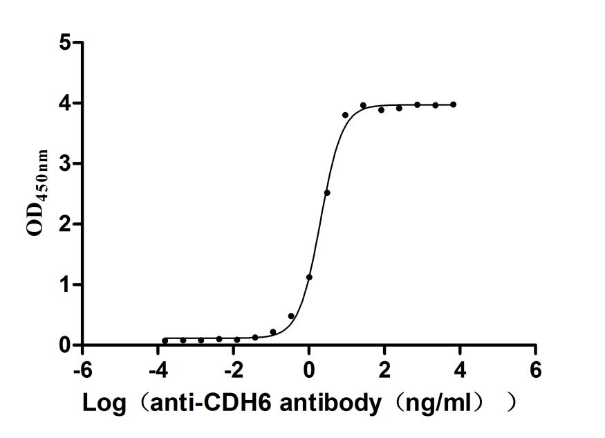 Recombinant Mouse Cadherin-6(Cdh6), partial (Active)