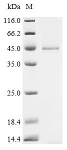 Recombinant Human Guanine nucleotide-binding protein G(k) subunit alpha (GNAI3)
