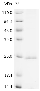 Recombinant Human Membrane-spanning 4-domains subfamily A member 4A(MS4A4A)