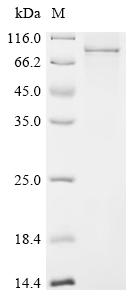 Recombinant Arabidopsis thaliana Protein HAPLESS 2 (HAP2)