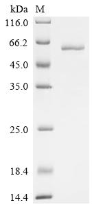 Recombinant Mouse B-cell differentiation antigen CD72 (Cd72), partial