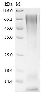 Recombinant Human Mucin-1 (MUC1), partial, Biotinylated