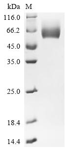 Recombinant Human Dipeptidase 2 (DPEP2)