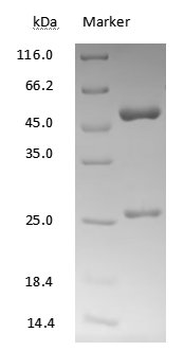 SN38 Antibody