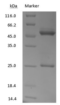 Eribulin Antibody