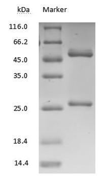 MMAE&MMAF Monoclonal Antibody