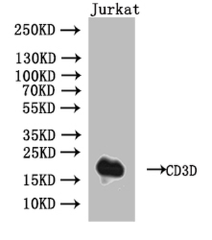 CD3D Antibody