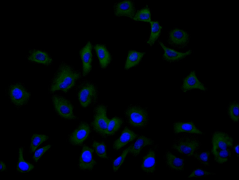 SLC1A5 Antibody
