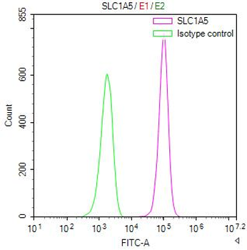 SLC1A5 Antibody