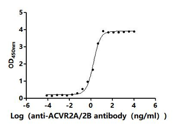 ACVR2A&ACVR2B Antibody