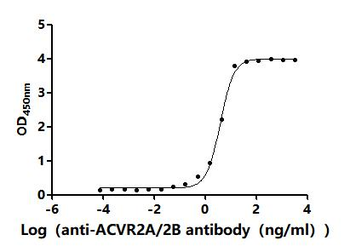 ACVR2A&ACVR2B Antibody