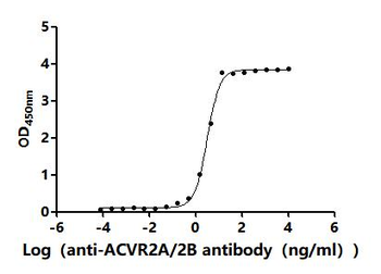 ACVR2A&ACVR2B Antibody