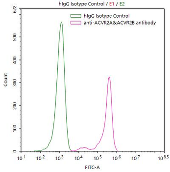 ACVR2A&ACVR2B Antibody