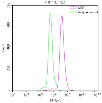 NRP1 Antibody