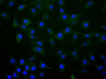 APP Antibody