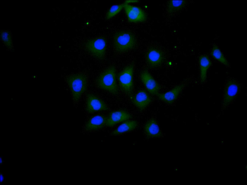 IL15 Antibody