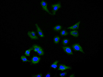 HAVCR2 Antibody