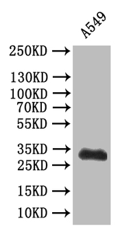 SYP Antibody