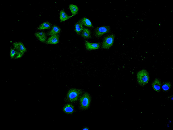 SYP Antibody