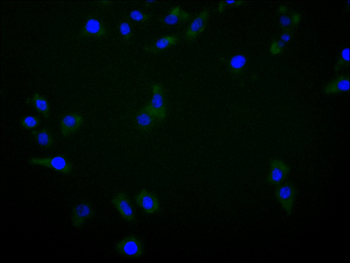 AXL Antibody