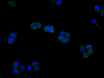 AXL Antibody