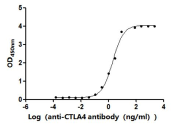 CTLA4 Antibody