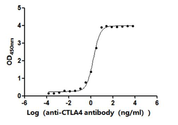 CTLA4 Antibody