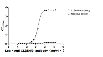 CLDN6/9 Antibody