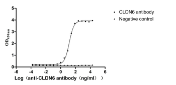 CLDN6 Antibody