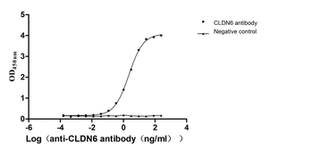 CLDN6 Antibody