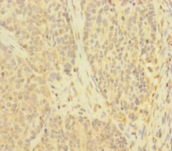 TNFAIP6 Antibody