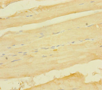 TNFAIP6 Antibody