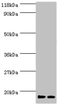 RPS19 Antibody