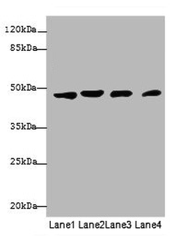 KRT18 Antibody