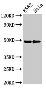 KRT18 Antibody