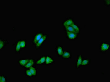 KRT18 Antibody