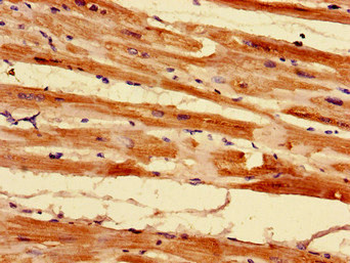 MRPL55 Antibody