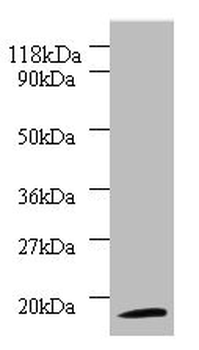 RPS11 Antibody