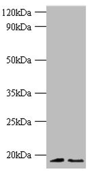 H3F3A Antibody