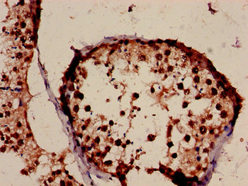 H3F3A Antibody