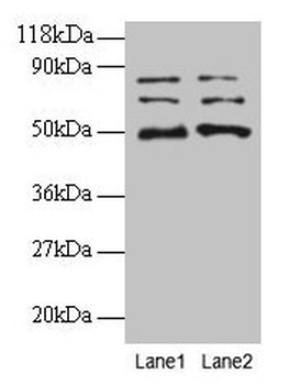 VOPP1 Antibody