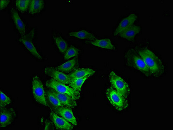 VOPP1 Antibody
