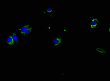 HLA-DPA1 Antibody