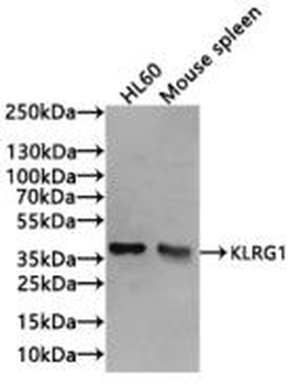 KLRG1 Antibody