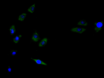 KLRG1 Antibody