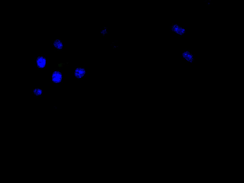 KLRG1 Antibody