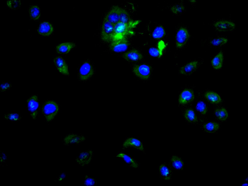 KLRG1 Antibody