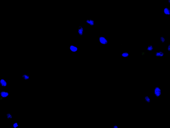 KLRG1 Antibody